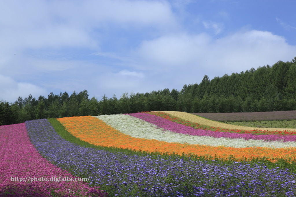 ★美瑛・富田ファームの花畑・肉筆油彩画・F6 ☆富良野・富田ファームの花畑・谷村一男肉筆油彩画・F6