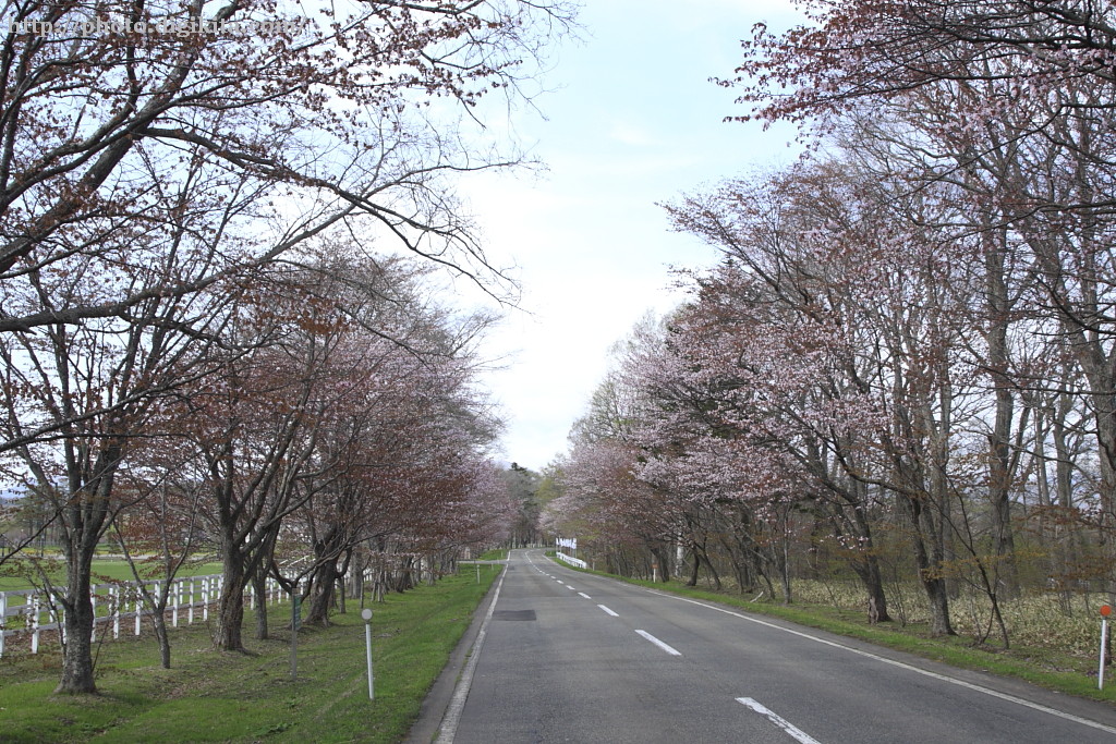場所：浦河・アエルの桜並木