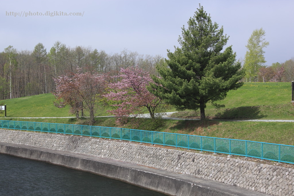 場所：美瑛・聖台ダムの桜