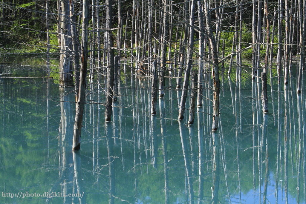 場所：美瑛・鏡の様な青い池