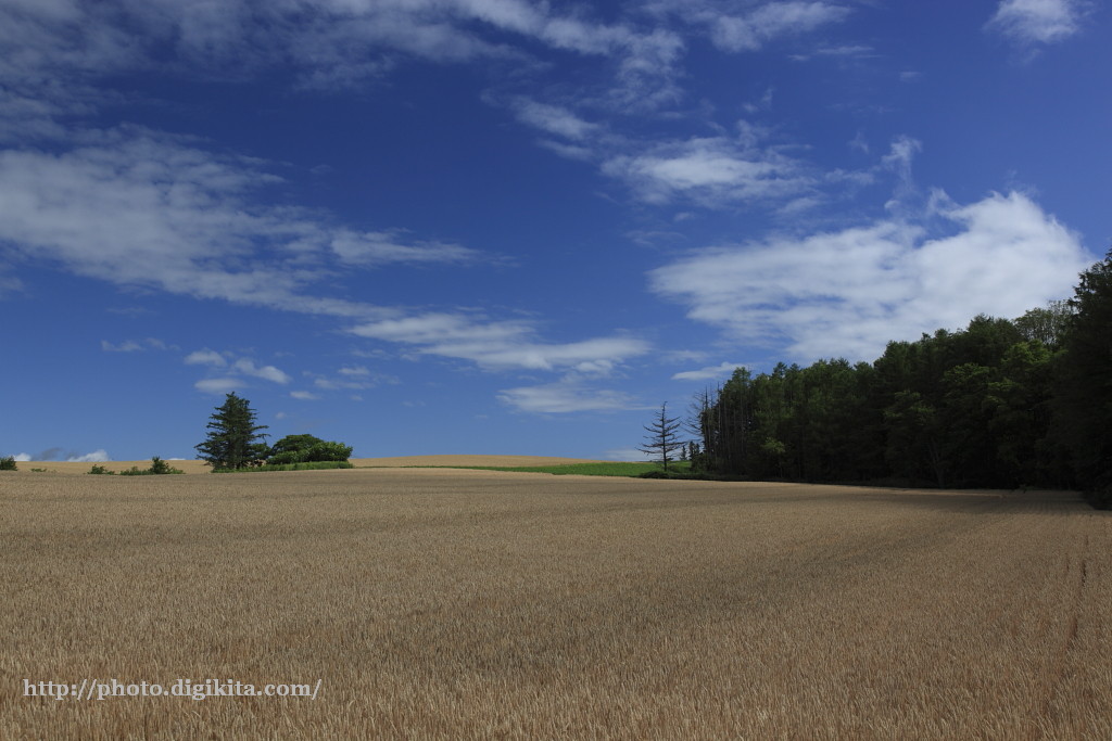 場所：中富良野・丘の麦畑 