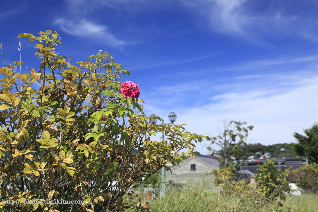 場所：小樽・小樽運河「手宮仲通り」のハマナスの花 