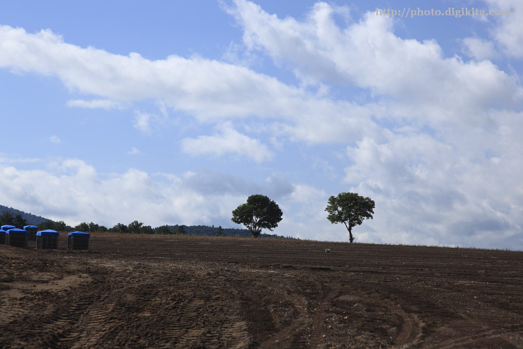 場所：富良野・収穫後の畑とメルヘンの木 