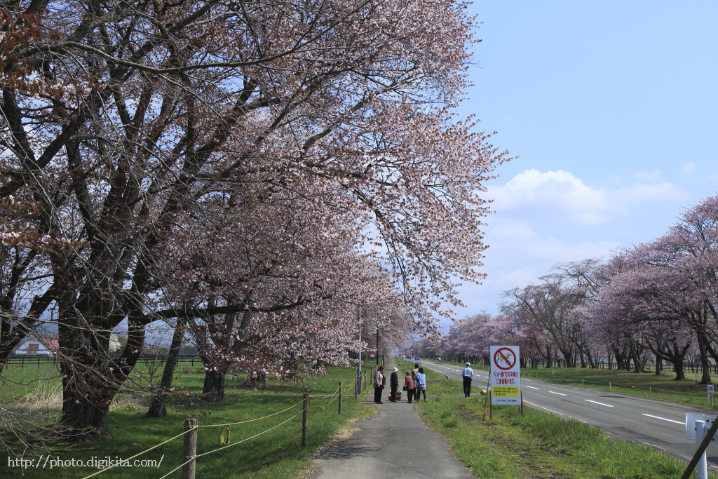 場所：静内・二十間桜並木
